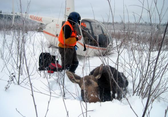 A man in front of a helicopter with a moose near him. 