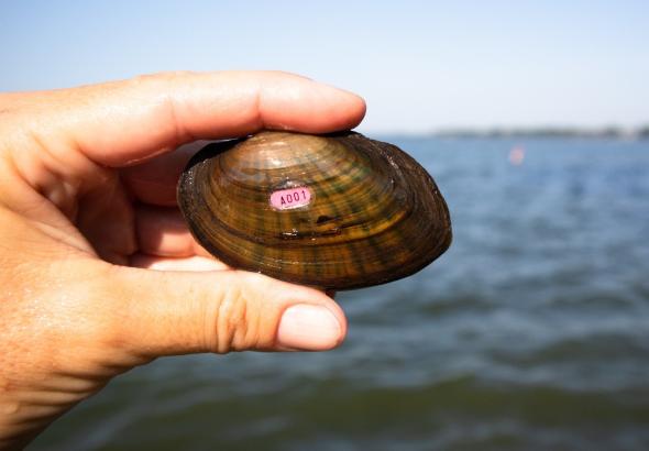 hand holding onto a mussel